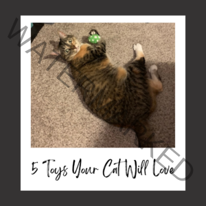 5 Toys Your Cat Will Love