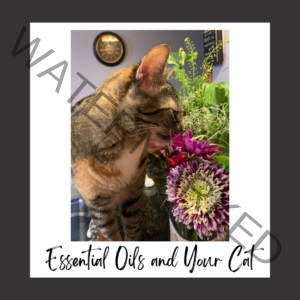 Essential Oils and Your Cat